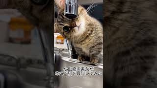 小動物系美女が本気で猫を真似してみた