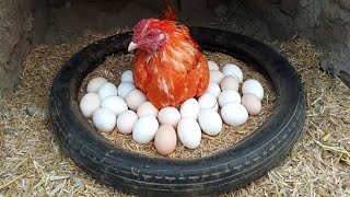 This Chicken is hatching 26 eggs 😍 | Most beautiful Aseel chicken