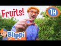 Blippi Visits a Raspberry Factory | 1 HOUR BEST OF BLIPPI | Blippi Toys: Educational Videos for Kids