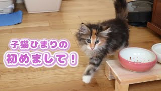 赤ちゃん子猫の可愛すぎる生後1年間【ノルウェージャンフォレストキャット】