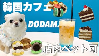 【ペット可。大阪】韓国カフェ「DODAM cafe」に行きました！店内OK！