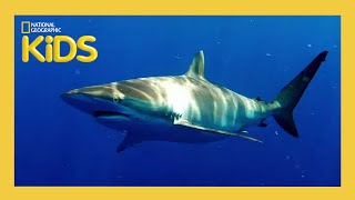 Sharks! 🦈 | Weird But True! | S1 E5 | Full Episode | @natgeokids
