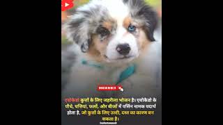 Interesting Fact About Dogs #facts #viral #trending #shorts