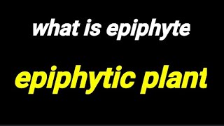 what is epiphyte||epiphytic plant || epiphyte meaning||epiphytic plants in hindi||