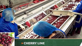 Cherry line designed by MEGA for cherry processing for freezing and production of cherry preserves