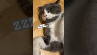 つくね  猫なの。  #cats #cat #猫動画 #スコティッシュフォールド #猫なの #ねこ