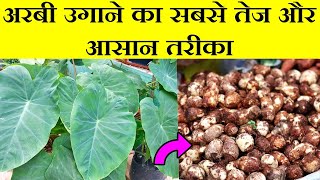 अरबी कैसे उगाए|Arbi kaise lagaye|Arbi kaise ugaye|Grow Arbi|How to Grow Taro(Arbi) plant in pot