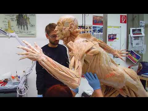 Who invented plastination?