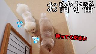 新居で初めて2人だけのお留守番を見たら愛犬の様子に早く帰りたくなりました【トイプードル】