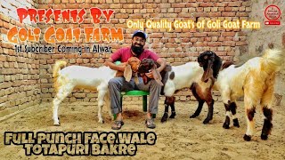 2021 Nayaab Totapari goat's | तोतापुरी बकरी के बच्चे | Fahad bhai's Goli goat farm's