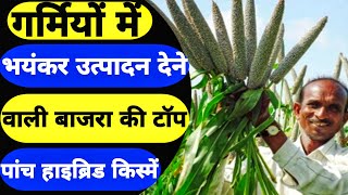 मार्च अप्रैल में बोई जाने वाली बाजरा की बेस्ट पांच हाइब्रिड किस्में | bajra ki best 5 hybrid kisme|