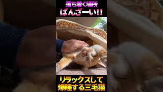 バンザイしたまま寝る三毛猫  #shorts