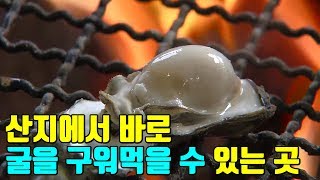 바다의 꿀, 장흥 남포마을 '굴' #석화 #굴구이 [전국시대]