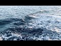 MAJESTIC SEAS | EARTH Nature Music | Kevin Roy Kerrigan