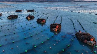 Kelp harvests underway in coastal east China