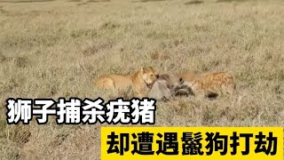 狮子捕杀疣猪，却被鬣狗趁火打劫，狮子和鬣狗大战一触即发！