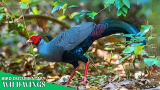 Birds of Southeast Asia – 15 Rare Species of the Tropical Rainforests