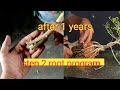 part 2 // Tahap kedua program akar bonsai - how to make amazing root bonsai and this program root