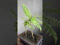 jacaranda bonsai 3 starting to get branches. four weeks after trunk chopped. one year old