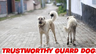 Kangal Dogs - Get to Know This Unique Breed!