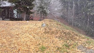 イチョウの落ち葉と雪＠グリーンピア岩沼