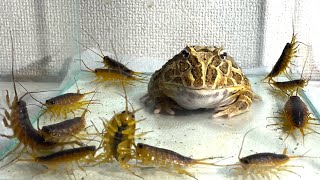 Surrounded by Ligia exotica / Pacman frog , African bullfrog【LIVE FEEDING】