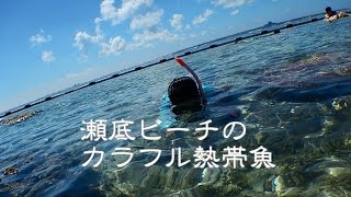 瀬底ビーチでシュノーケリング　カラフルな熱帯魚