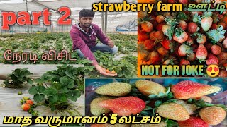 Ooty strawberry wholesale/ part 2 /லச்சத்தில் புரளும் ஸ்ட்ராவ்பெர்ரி பிஸ்னஸ்/ooty பிஸ்னஸ் vlog 6