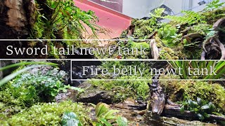 アカハライモリケージとシリケンイモリケージに植物追加とえさやり｜fire belly newt \u0026 Sword tail newt vivarium add plant.