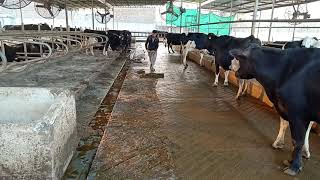 Easy cleaning of dairy manure