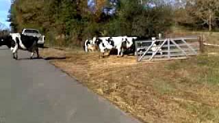 Cattle Crossing