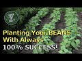 How To Plant All Your Beans With Complete Success - No More Bad Seed