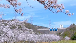 大川瀬ダムの桜が半端ない！4K動画【超穴場】 ◆ ダム探訪 ◆ 兵庫県三田市  ●016● COOL JAPAN OKAWASE DAM