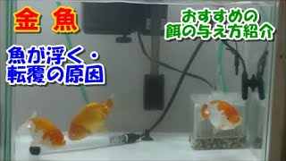 金魚のおすすめの餌の与え方（善玉君飼育）