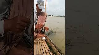 জাদুকরী টোপ টেংরা মাছ ধরার | tengra fish tope#shorts