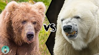 KODIAK BEAR VS POLAR BEAR - Who would win this fight?