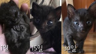 8분만에 보는 새끼고양이 30일 기적의 변화 kitten growing up