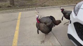 Turkeys terrorize West Des Moines neighborhood