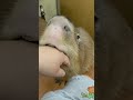 watch its mouth and listen to the music carefully cute capybara