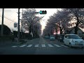 2020夕暮れ時の桜並木　a row of cherry trees at sunset