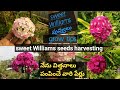 Sweet Williams flowers seeds harvest  grow tips