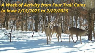 A Week of Activity from Four Trail Cams in Iowa 2/15/2025 to 2/22/2025