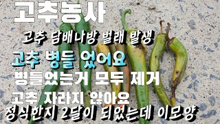 🌶고추농사#고추농사#고추가 무르고 담배나방 벌래 오고#오늘도 모두 제거 했네요#