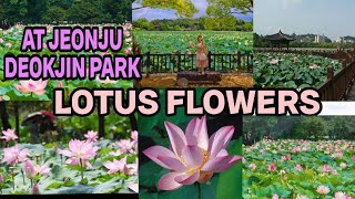 LOTUSES BLOOM AT JEONJU DEOKJIN PARK II TRAVEL DESTINATION II MUST VISIT #southkorea