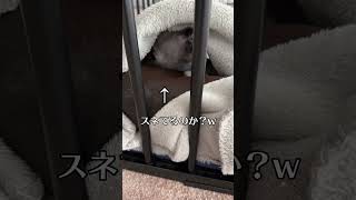 イタズラばかりするので閉じ込められた愛犬#shorts