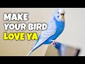 Proven Ways to Make Your Bird Love You | Compilation