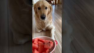 無表情でスイカを食べ続けるゴールデンレトリバー。#goldenretriever #dog #doglover #doglife #犬 #大型犬 #dailyvlog #vlog