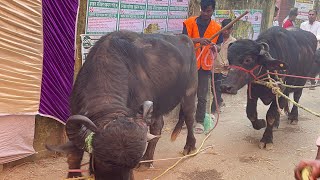 🛑Live হযরত মতিয়র রহমান শাহ ৬১তম বার্ষিক ওরস শরীফ হাদিয়া ২০২৫ | Moti Bhander Dorbar Sharif Maizbhande