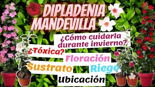 Mandevilla/Dipladenia | CUIDADOS | UBICACIÓN | TIPS para mantenerla en INVIERNO.