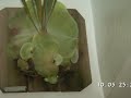 staghorn fern progression